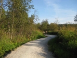 A built-up part of the trail to keep the marsh at bay. At bay -- that's a water joke.
