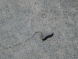 Black slugs are ubiquitous in the summer. In the winter they are replaced by geese.
