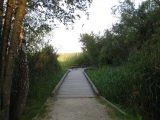 The first of two walkways built over the marsh.