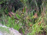 Skunk cabbage. When the wind and temperature is right, it lives up to the name.