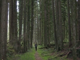 Jeff in the forest