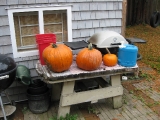 Pumpkins for carving