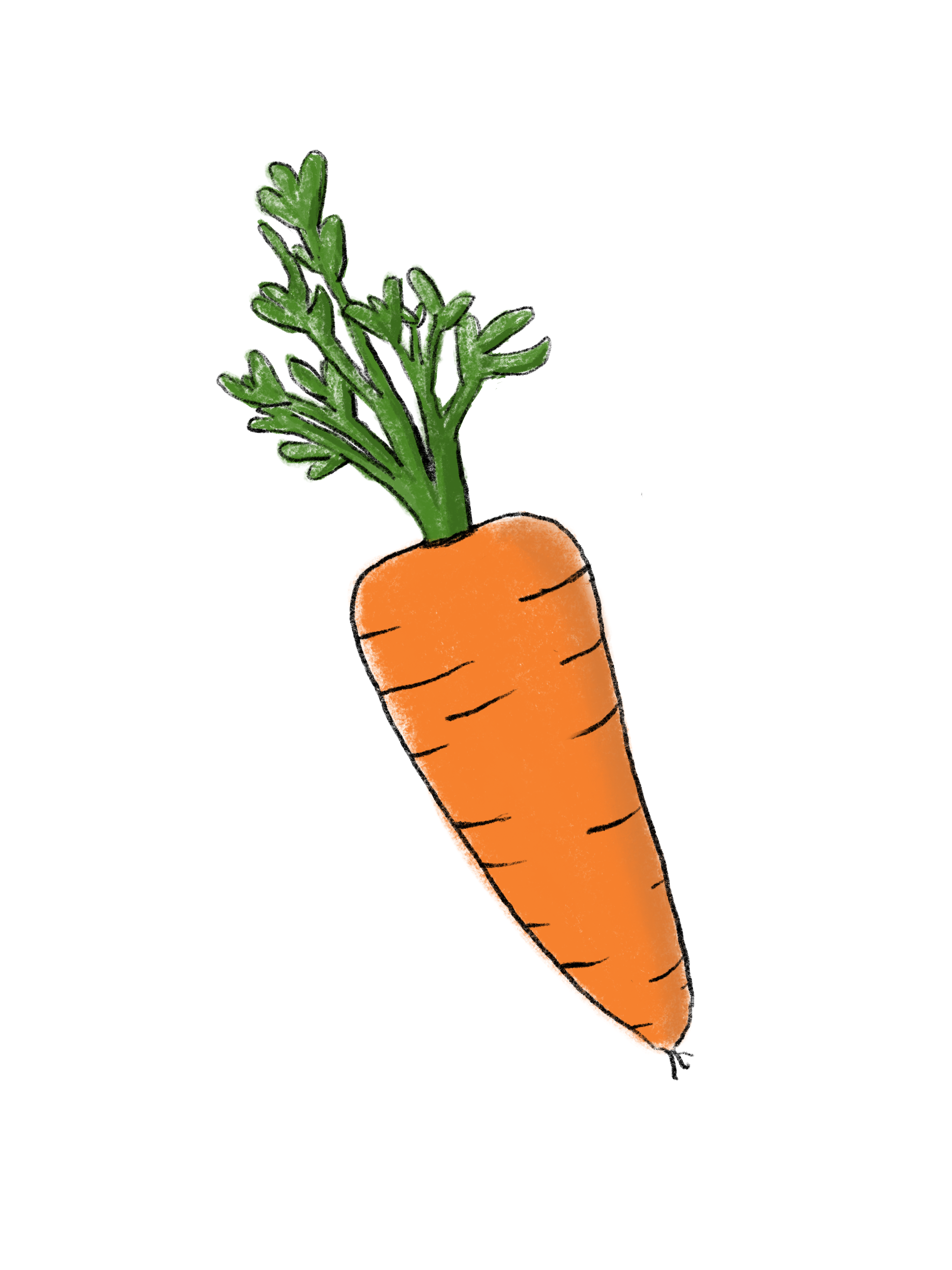 Carrot engraved sketch Stock Vector Image & Art - Alamy
