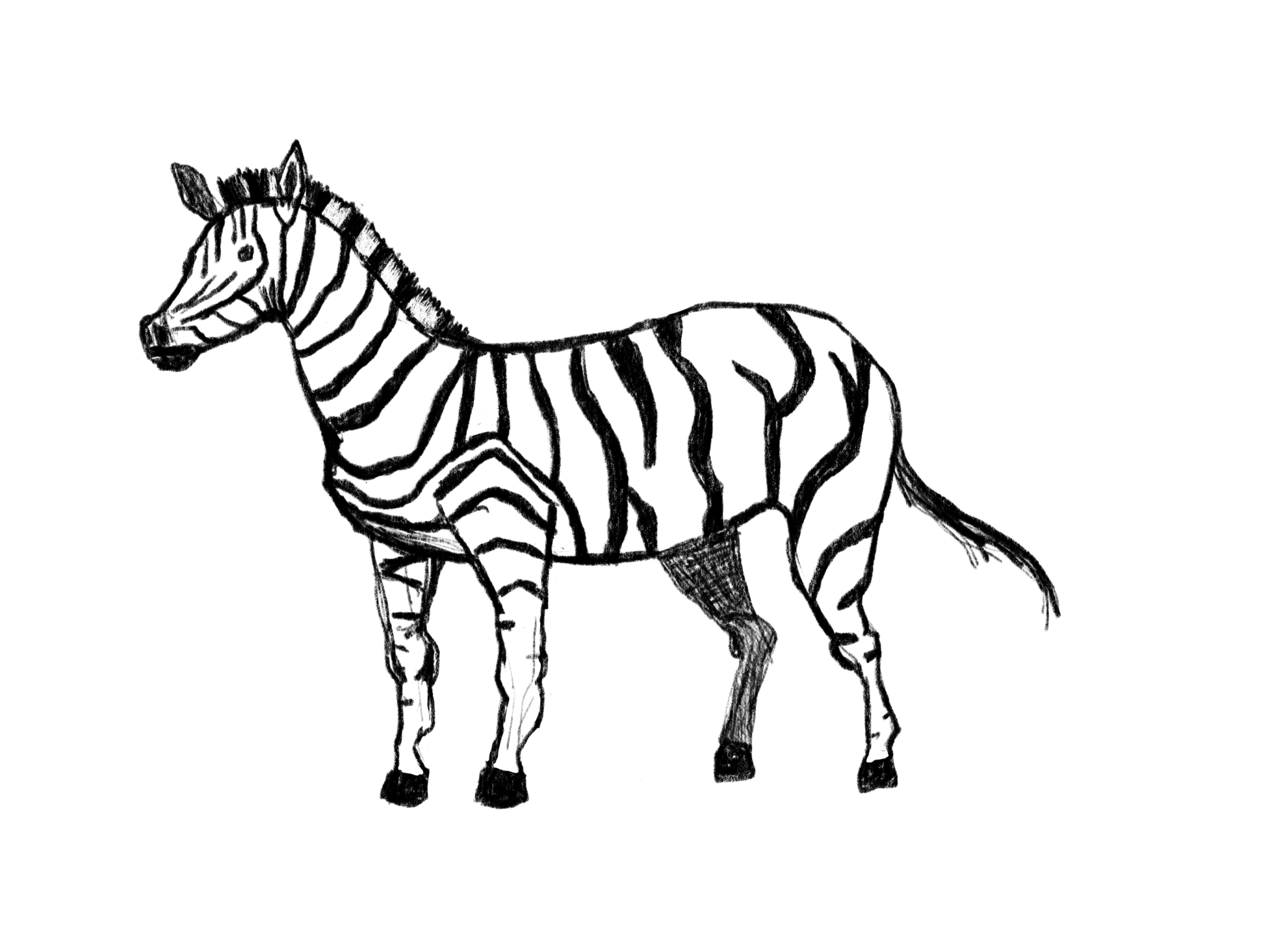 Daily Drawing No. 36 Zebra sketch