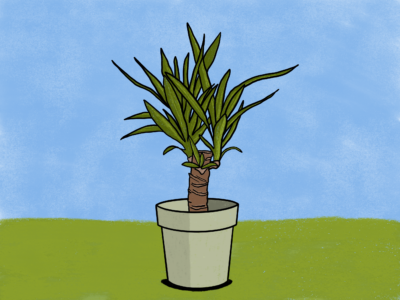 Daily Drawing 88: Yucca plant