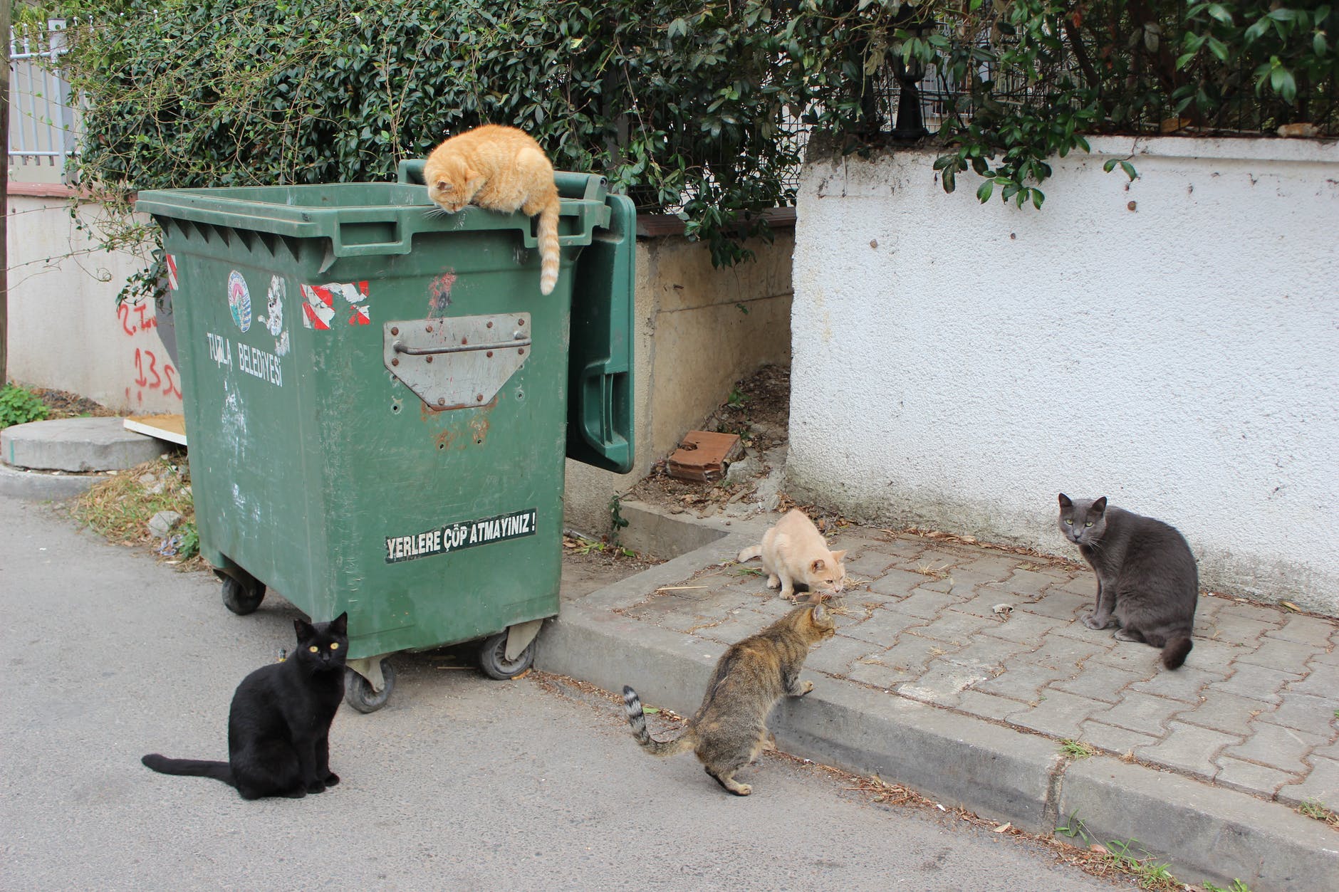 photo of cats near a green dumpster