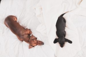 relaxed cute dachshund dogs sleeping on cozy bed