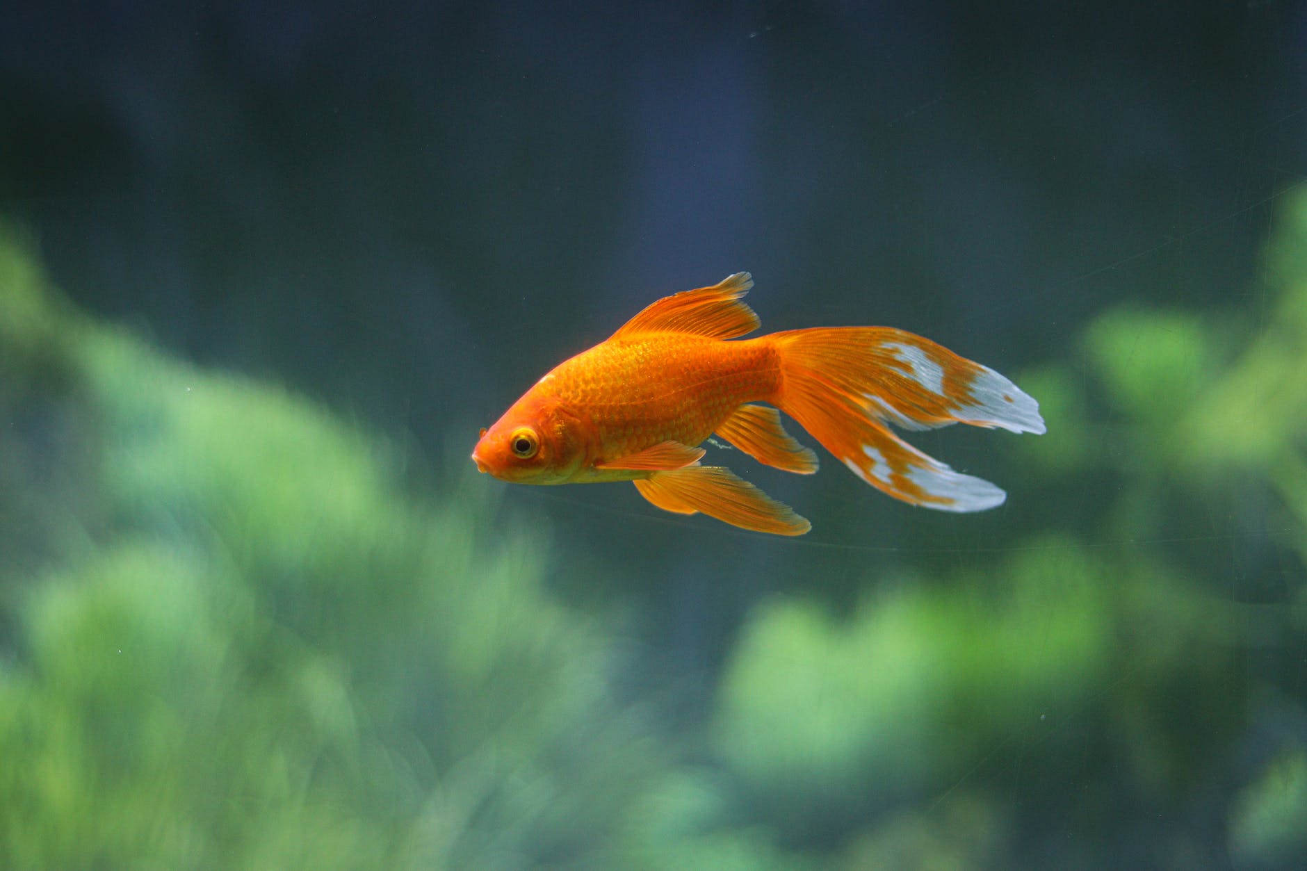 close up photo of a goldfish swimming underwater