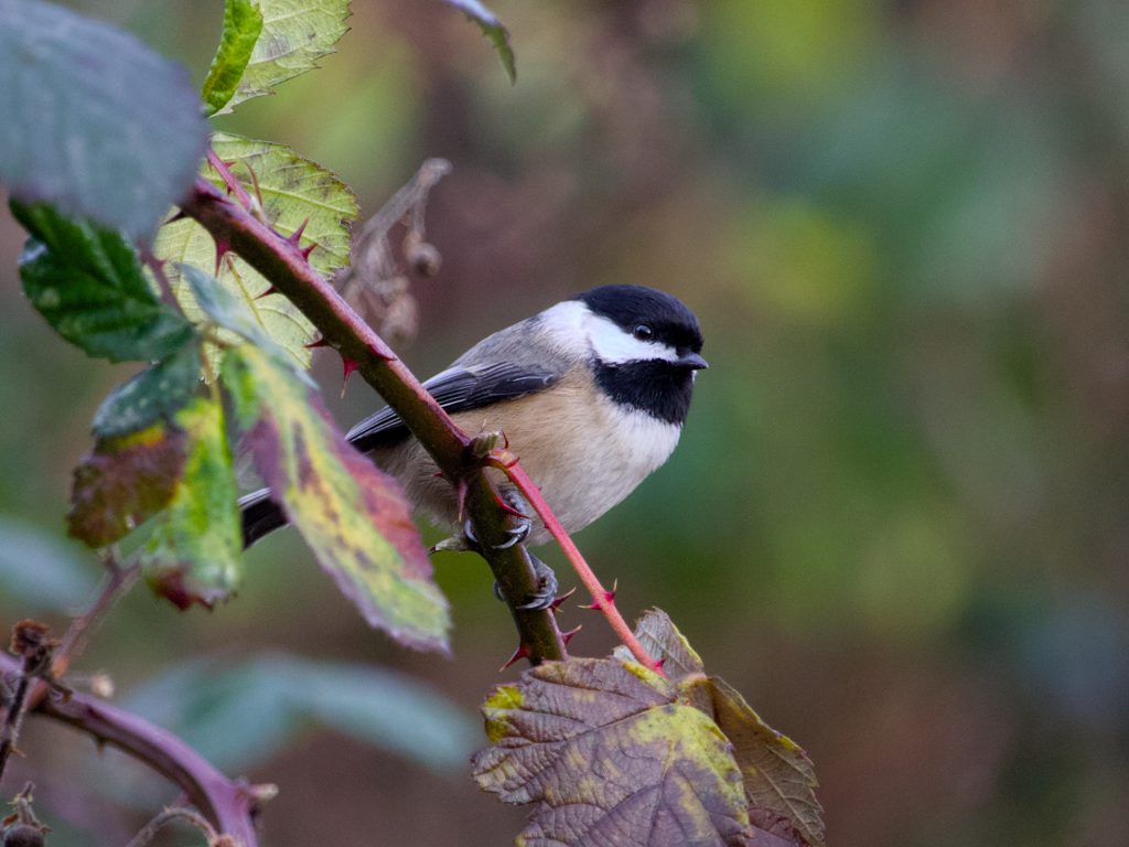 Chickadee on a thorny branch