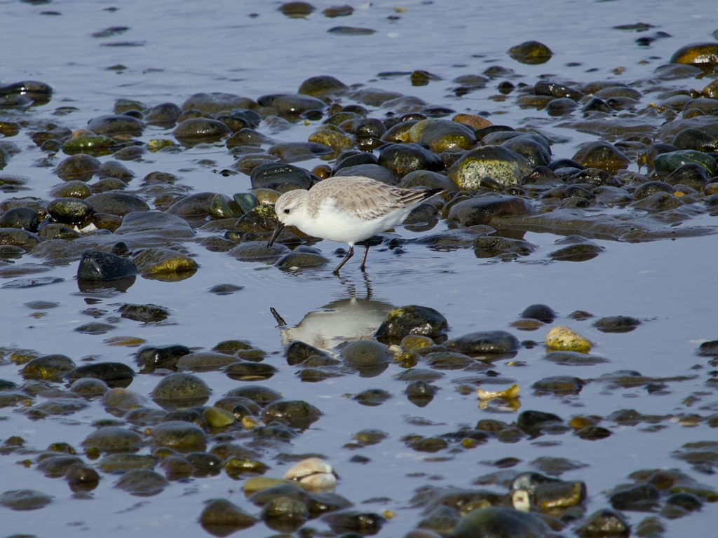 A sanderling walking through the shallows at low tide