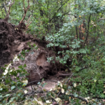 This fairly giant tree tipped over. I passed on walking the trail.
