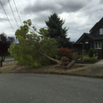 This tree fell for the nearby power lines. I did not walk over to congratulate their coupling.