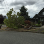 This tree fell for the nearby power lines. I did not walk over to congratulate their coupling.