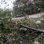 After descending the stairs I am greeted by horizontal trees in Lower Hume Park.
