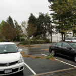 Multiple trees down at Lougheed Town Centre. Note the closer one snapped in half.