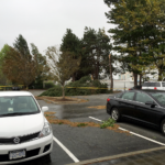 Multiple trees down at Lougheed Town Centre. Note the closer one snapped in half.