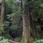 A big tree