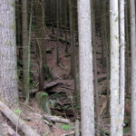 Creepy woods