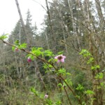 Huckleberry blossom