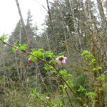 Huckleberry blossom