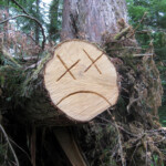 Sad log