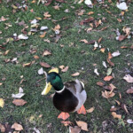 This duck followed us, clearly thinking we had duck food.