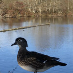 Wood duck with light on tummy