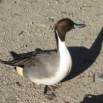 Northern pintail