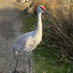Sandhill crane
