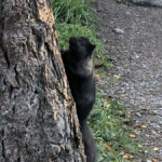 Same squirrel, different exposure