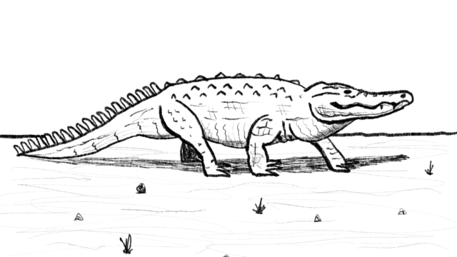 Alligator sketch