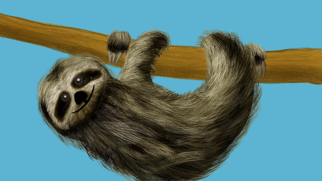 Sloth