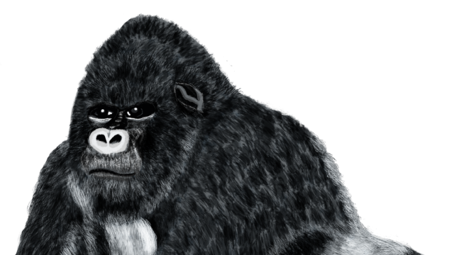 Gorilla