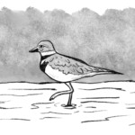 Killdeer. Done using the 6B Pencil brush in Procreate before I switched to colour.