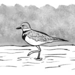 Killdeer. Done using the 6B Pencil brush in Procreate before I switched to colour.