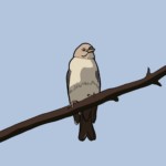 Brown-headed cowbird