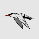 Caspian tern