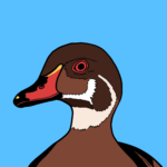 Wood duck