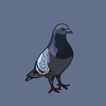 Rock pigeon