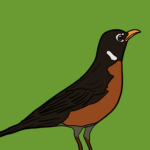 American robin
