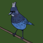 Steller's jay