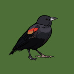 Red-winged blackbird