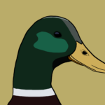 Mallard duck