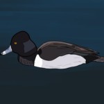 Ring-necked duck