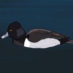 Ring-necked duck