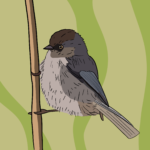 American bushtit