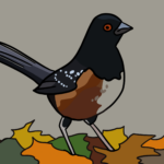 Spotted towhee
