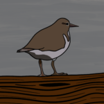 Spotted sandpiper