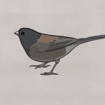 Dark-eyed junco