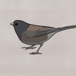 Dark-eyed junco